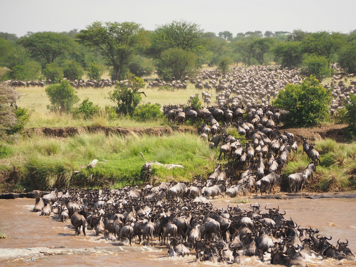Wildebeest migration crossing Mara river at Serengeti National Park - Tanzania.
Photo for representational purposes only. Source: Unsplash