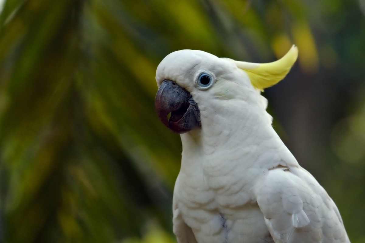 Representational image