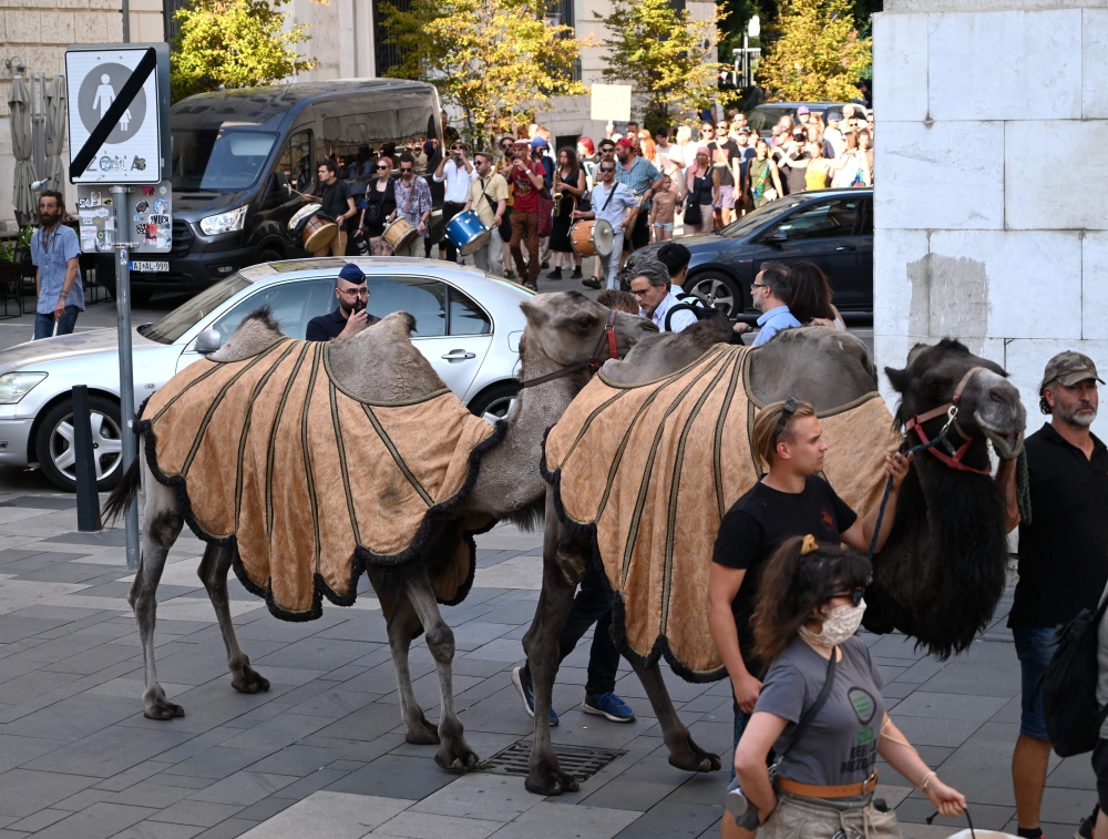 A camel-led caravan of farmers, scientists and environmentalists crosses through central Budapest, Hungary to protest against the government's water management policy on August 7, 2025.(Photo by Attila Kisbenedek / AFP)