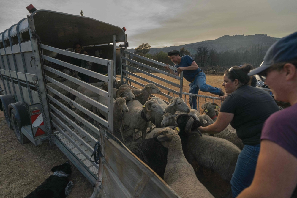 The evacuated sheep are collected at the Chateau Beauregard Mirouze following wildfires in Bizanet, southern France on August 9, 2025. (Photo by Idriss Bigou-Gilles / AFP)