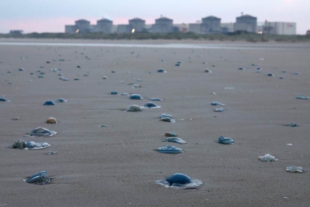 Jellyfish lay on the shore near the Gravelines nuclear power plant in Gravelines, northern France on August 12, 2025. (Photo by Sameer Al-Doumy / AFP)