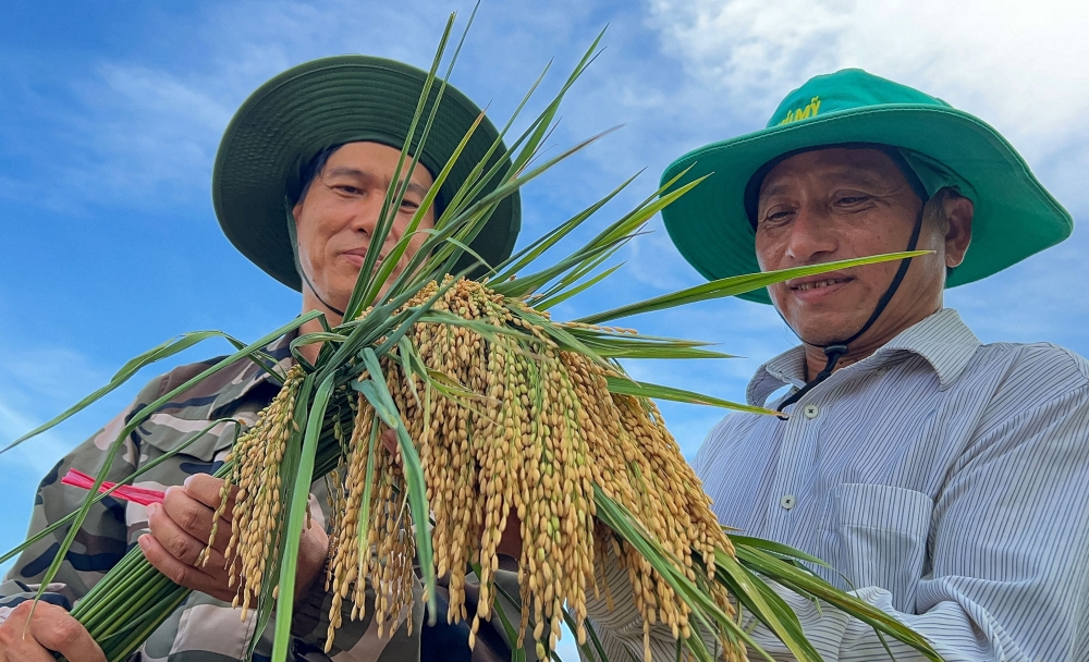Vietnamese specialists check the quality of grains during the mechanized harvesting at a Vietnamese rice field, in Los Palacios, Pinar del Rio province, Cuba, on May 29, 2025. (Photo by Adalberto Roque / AFP)