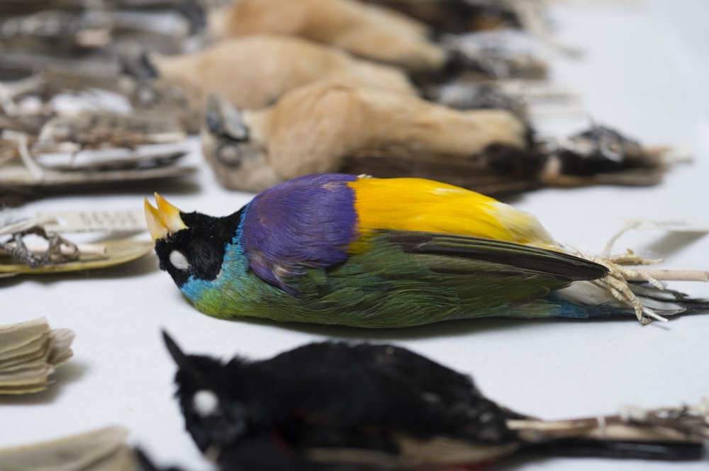 This file photo taken on August 28, 2015 shows bird specimens as part of the Australian National Wildlife Collection in Canberra, capital of Australia. (CSIRO/Handout via Xinhua)