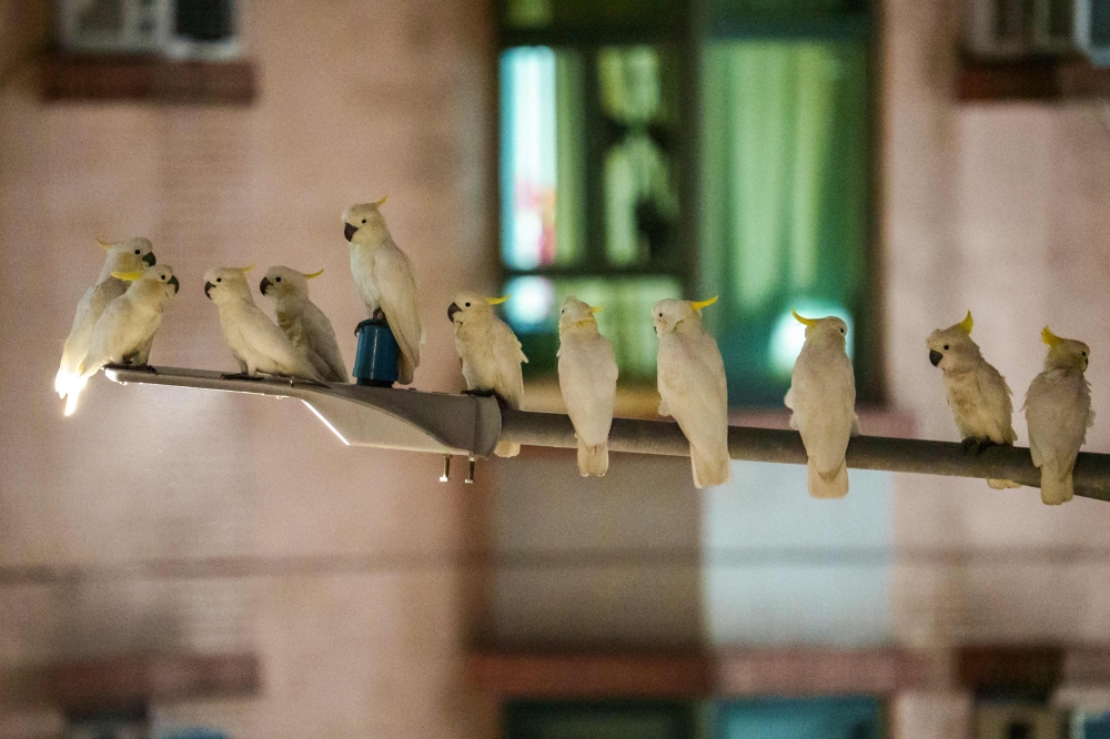 This picture taken on July 30, 2025 shows several yellow-crested cockatoos resting atop a light pole in the Sai Ying Pun neighbourhood in Hong Kong. (Photo by Yan Zhao / AFP)