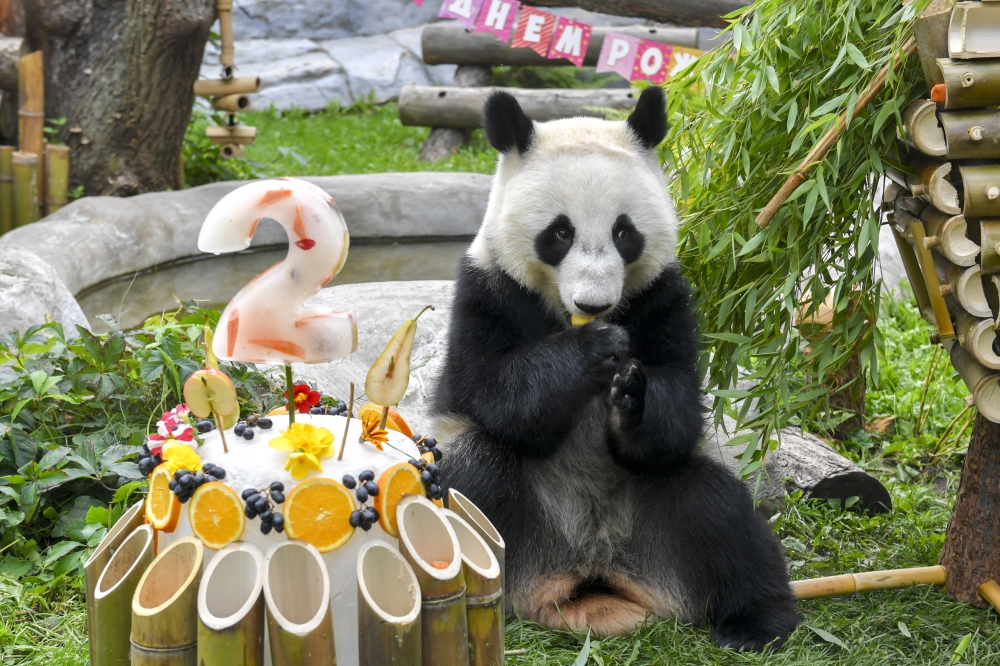 Giant panda Katyusha enjoys the ice birthday cake prepared by the caretakers at Moscow Zoo in Moscow, Russia, August 24, 2025. (Photo by Alexander Zemlianichenko Jr/Xinhua)