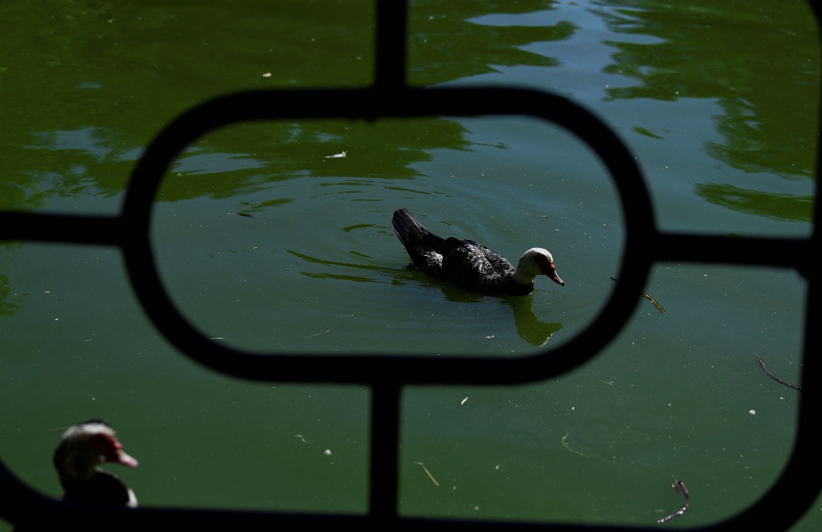 A picture taken on September 11, 2025 shows ducks in a pond of the Parque de los Principes, in Seville, after parks have closed due to several outbreaks of avian influenza. Photo by CRISTINA QUICLER / AFP