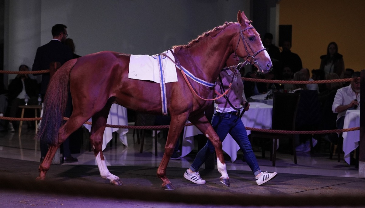 A total of 97 lots went under the hammer, including 97 lots, 36 two-year-olds, two yearlings, 31 horses currently in training and 28 of breeding stock. PIC: Debbie Burt