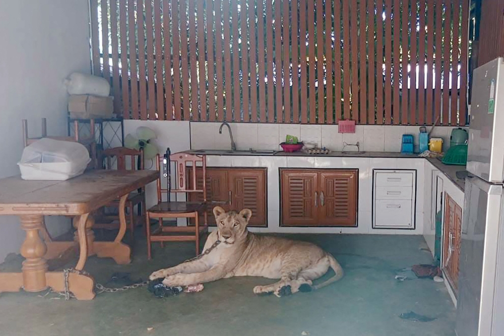 This handout photo taken and released on October 5, 2025 by Thailand's Department of National Parks, Wildlife and Plant Conservation (DNP) shows a female pet lion chained to a kitchen table before being confiscated by authorities, in western Kanchanaburi province. (Photo by Handout / Thailand's Department of National Parks, Wildlife and Plant Conservation (DNP) / AFP)