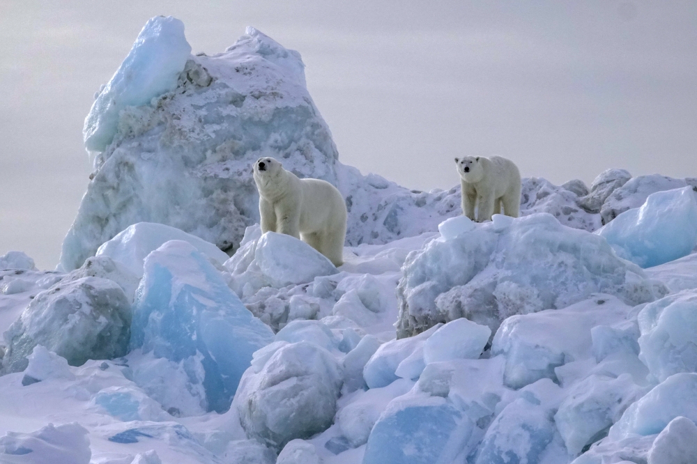 Polar bears are listed as a vulnerable species by the World Wildlife Foundation because of various threats including climate change and the wildlife trade. (Photo by Bonnie Jo Mount/The Washington Post)