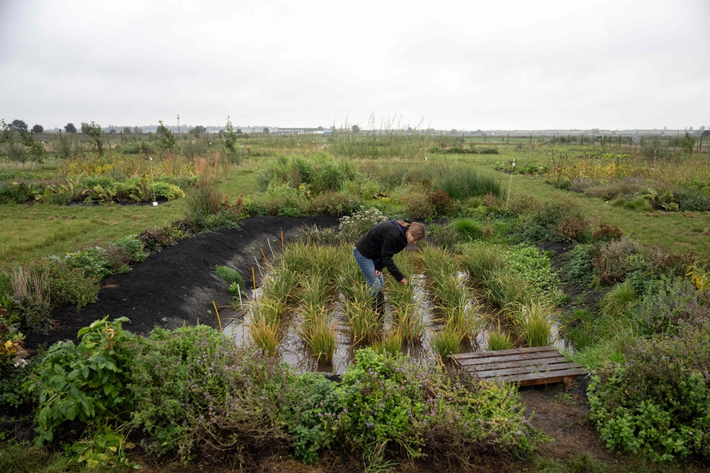 Dr Nadine Mitschunas, an ecologist at the UK Center for Ecology and Hydrology, inspects a crop of various rice species on October 14, 2025. (Photo by Oli Scarff / AFP)
