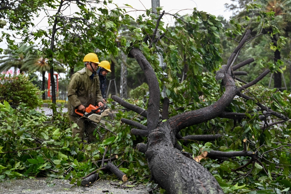 Workers use a chainsaw to cut the branches off a tree that fell in strong winds ahead of the arrival of Typhoon Kalmaegi near Quy Nhon beach, Central Vietnam on November 6, 2025. Photo by Nhac Nguyen/ AFP