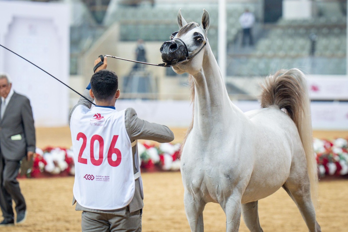 This year’s edition continued the Foal Classes (Filly Foals and Colt Foals), which were introduced in the previous edition