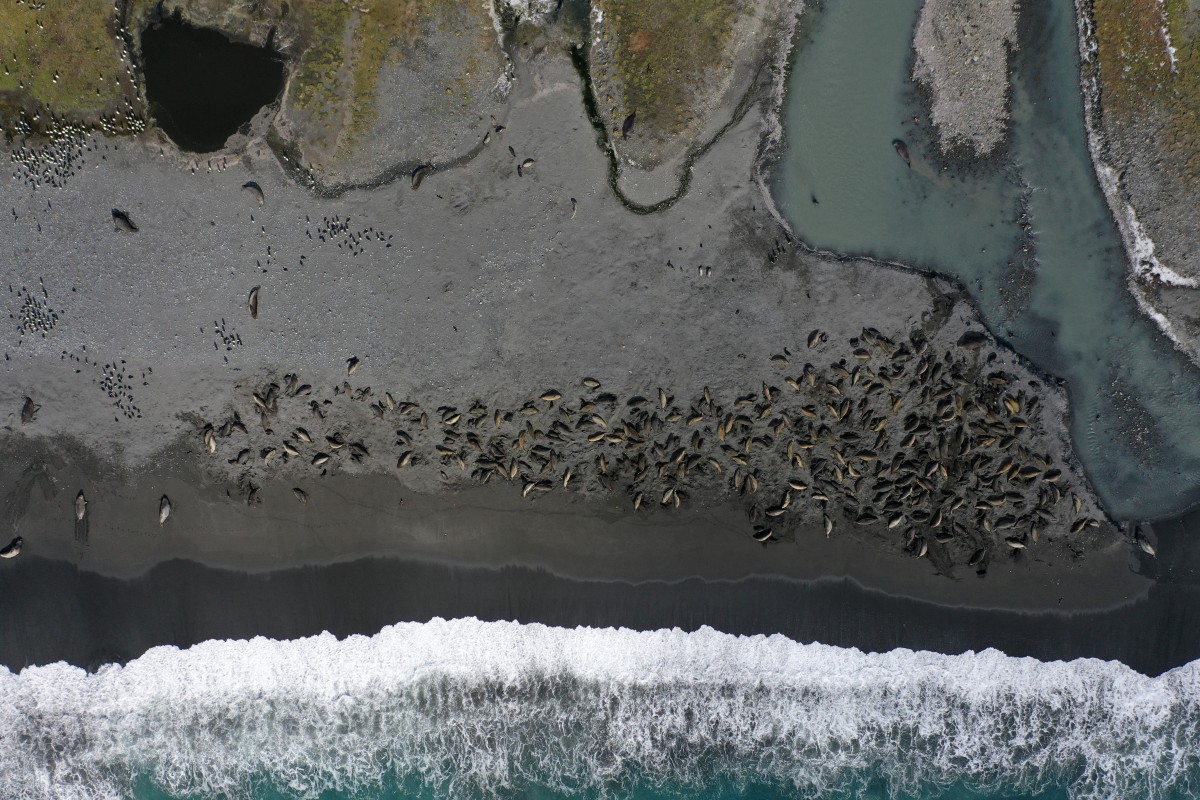 This handout photograph taken on October 25, 2024 and released on November 13, 2025 by British Antarctic Survey shows a colony of southern elephant seals, some of which are infected by bird flu, resting on a beach in St. Andrews Bay on South Georgia island, in the South Atlantic Ocean. HANDOUT / BRITISH ANTARCTIC SURVEY / AFP
