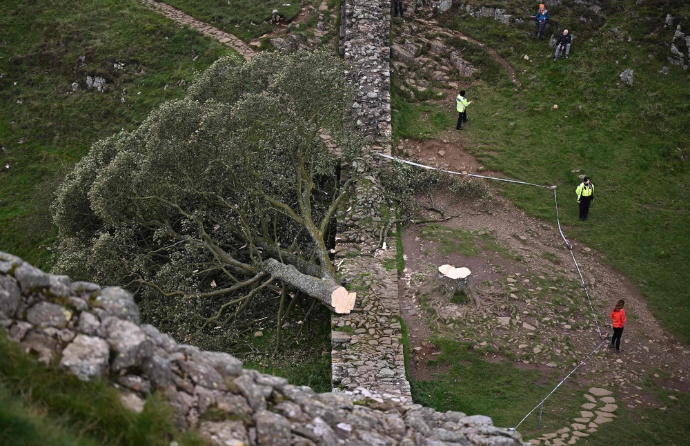 (Files) Police officers stand on duty at the edge of a cordon around the felled Sycamore Gap tree, along Hadrian's Wall, near Hexham, northern England on September 28, 2023. (Photo by Oli Scarff / AFP)