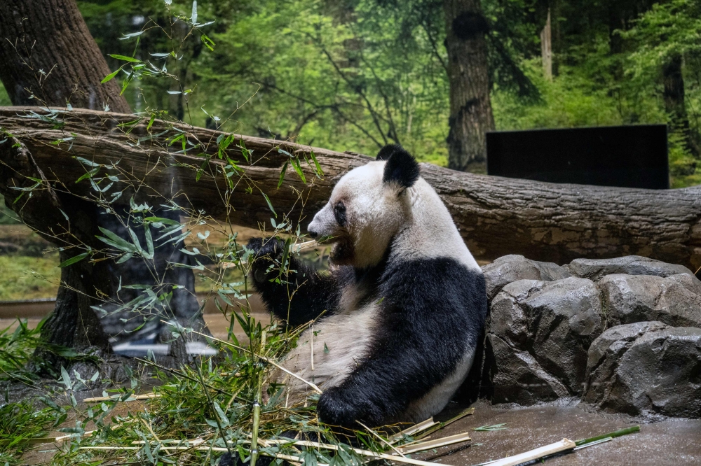 Giant panda Lei Lei eats in its enclosure during the final day for public viewing before its departure for China, at Ueno Zoo in Tokyo on January 25, 2026. (Photo by Philip Fong / AFP)