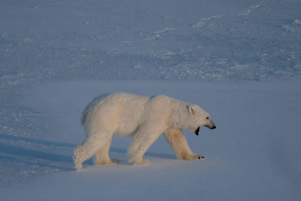 A male polar bear walks on the sea ice near glaciers in eastern Spitzbergen, in the Svalbard archipelago. (AFP)