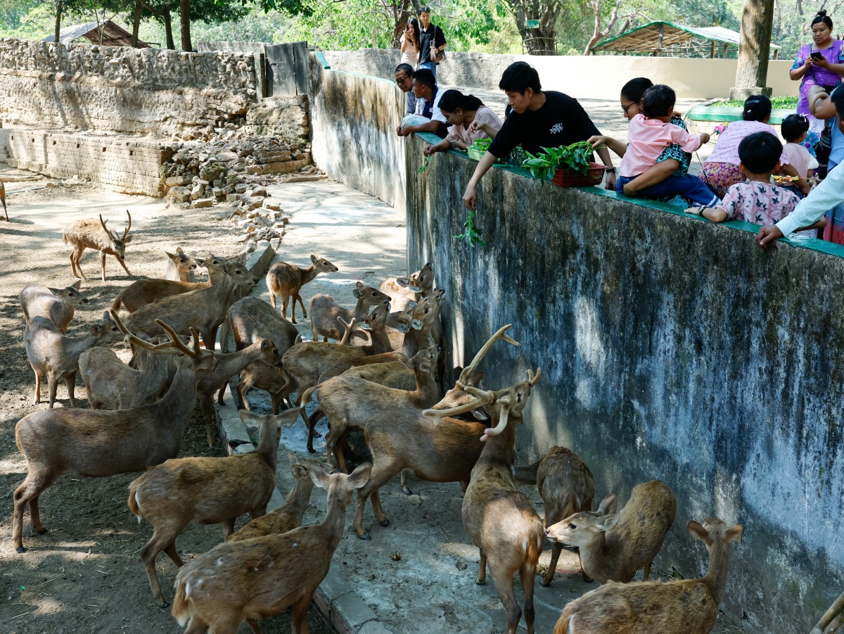
People feed deer at the Yangon Zoological Gardens, the oldest zoo in Myanmar, celebrated its 120th anniversary on Saturday, January 31, 2026 (Xinhua/Myo Kyaw Soe)