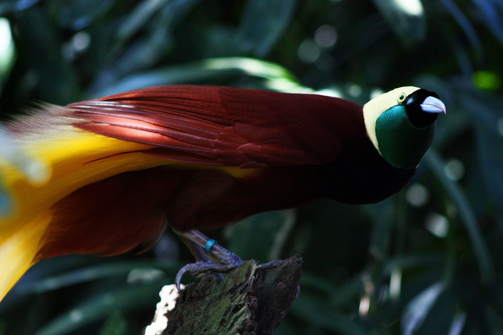 Greater Bird of Paradise by Andrea Lawardi / Wikimedia Commons / CC BY 2.0