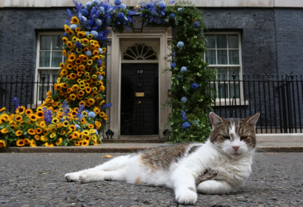 (Files) Larry the cat sits in front of a flower arch of Ukraine's national flower, sunflowers, erected outside Number 10 Downing Street in London on August 24, 2022. (Photo by Susannah Ireland / AFP)