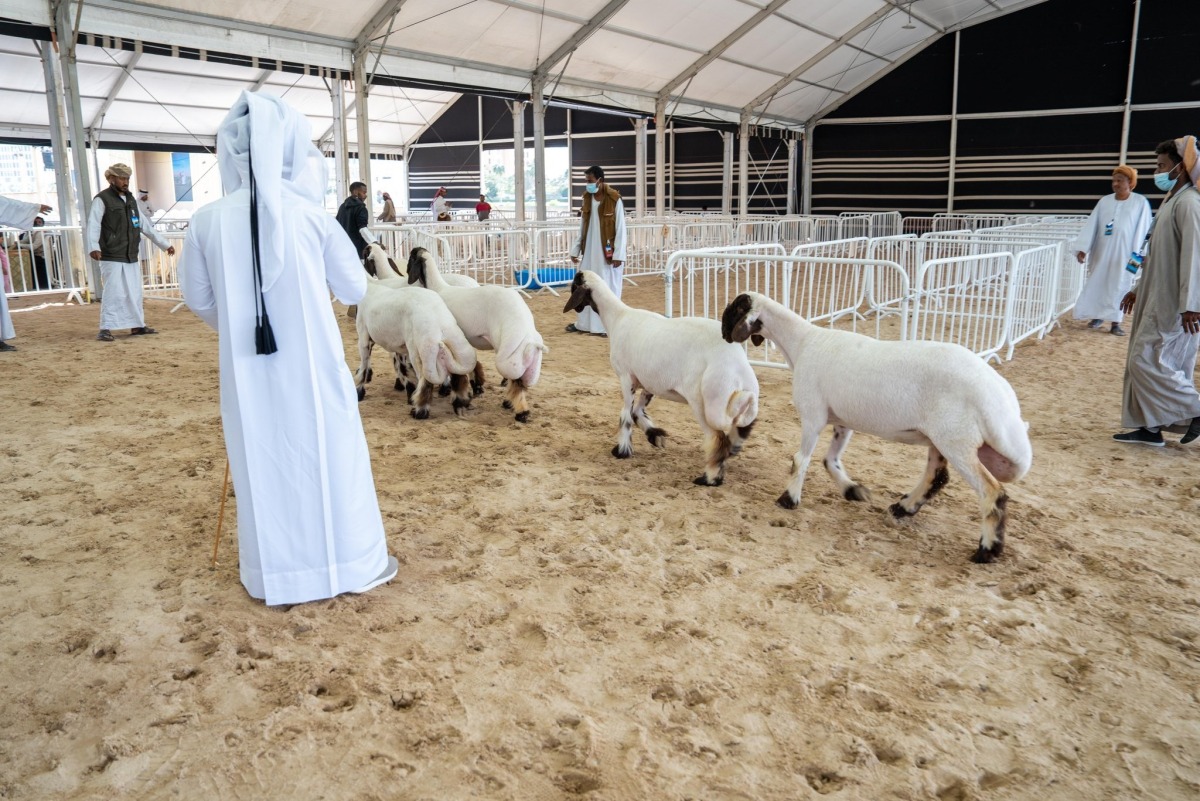 The festival celebrates halal livestock practices and Qatar’s pastoral heritage.