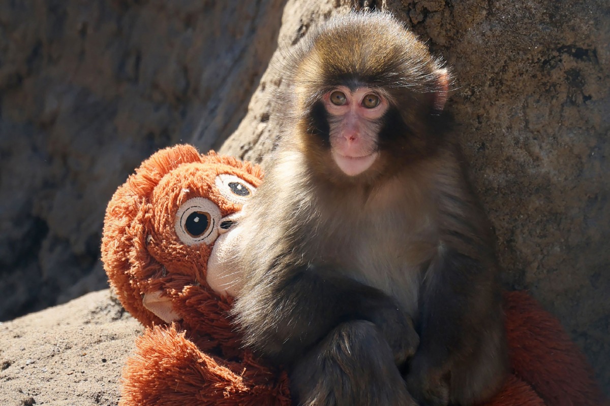 This photo taken on February 19, 2026 shows a seven month-old male macaque monkey named Punch, who was abandoned by his mother shortly after birth, sitting with a stuffed orangutan toy at Ichikawa City Zoo and Botanical Gardens in Chiba Prefecture. (Photo by JIJI PRESS / AFP) / Japan OUT