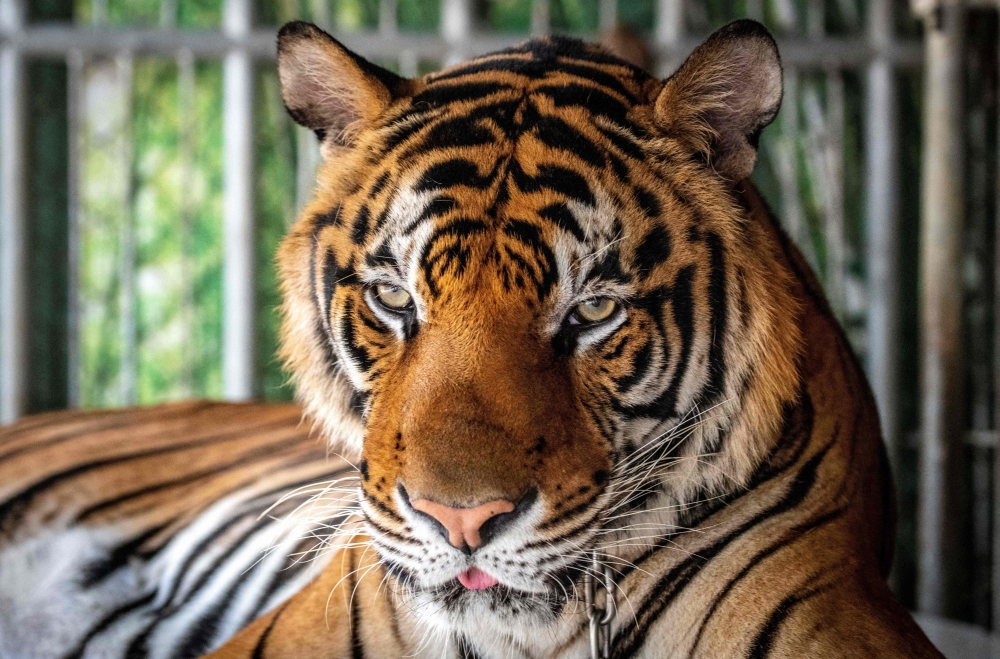 A tiger looks on while it is chained to be photographed by tourists at Chang Siam Park in Pattaya on February 12, 2020.  (Photo by Mladen Antonov / AFP)
 