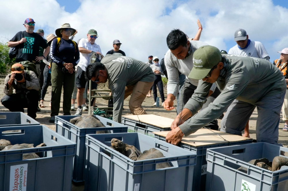 This handout picture released by Ecuador's Environment Ministry shows park rangers releasing Floreana giant tortoises (Chelonoidis niger) on Floreana Island, in the Galapagos archipelago, Ecuador, on February 20, 2026. (Photo by Handout / Ecuador's Ministry of Environment / AFP)