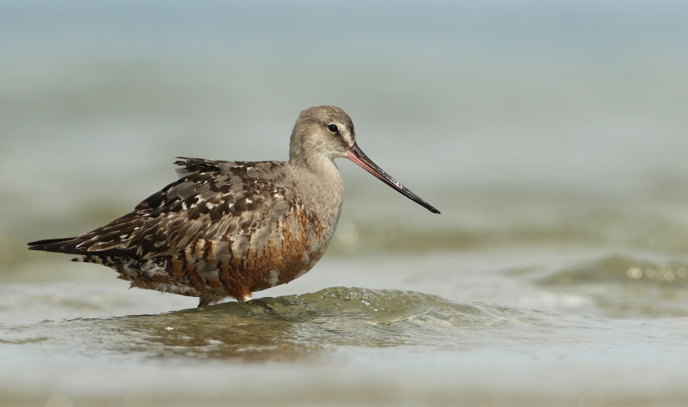 Handout picture released by the Macaulay Library at the Cornell Lab of Ornithology, shows a Hudsonian Godwit on Minimoy Island in the Monomoy National Wildlife Refuge, Massachusetts, US on August 21, 2017. (Photo by Luke Seitz / Cornell Lab of Ornithology / AFP) /