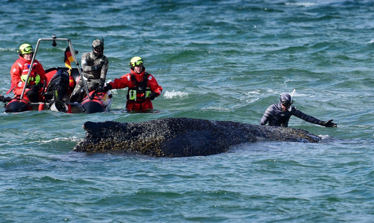 Divers and helpers try to rescue a stranded humpback whale off the Baltic Sea coast of Timmendorfer Strand near Luebeck, northern Germany, on March 26, 2026. Photo by Daniel Bockwoldt / dpa / AFP