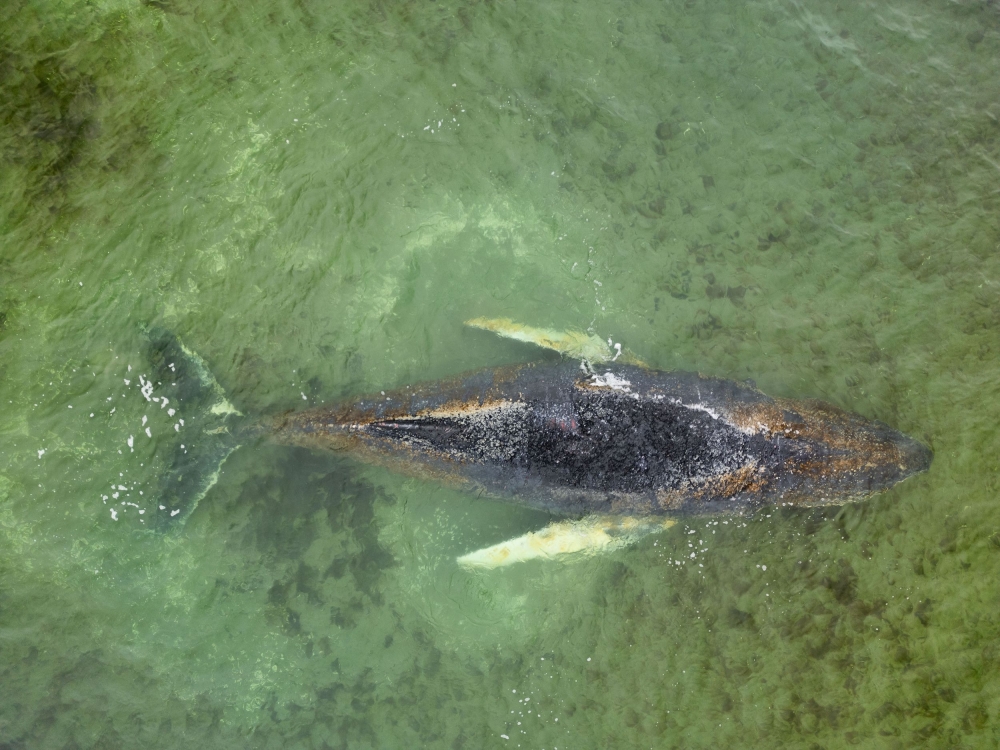 This aerial handout photo taken and released on March 28, 2026 by non-governmental environmental organisation Greenpeace Germany shows a humpback whale stranded off the coast of Wismar, northern Germany. (Photo by Florian Manz / Greenpeace / AFP) 