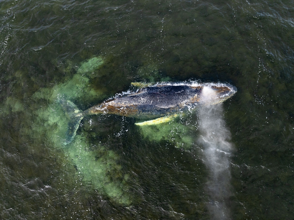 This aerial handout photo taken on March 30, 2026 and released by non-governmental environmental organisation Greenpeace Germany shows a humpback whale in shallow coastal waters in Wismar Bay in the Baltic Sea, off Wismar, northern Germany. (Photo by Daniel Müller / Greenpeace Germany / AFP) 