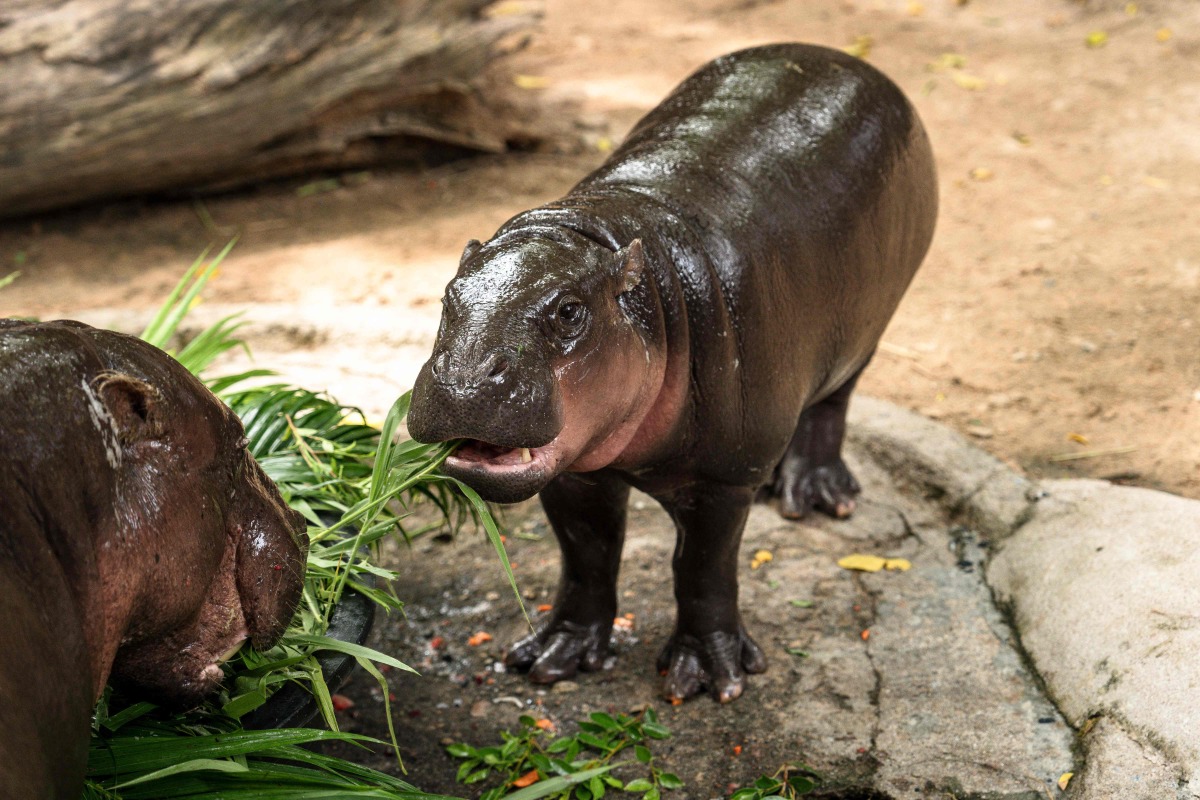 Moo Deng (R), a 1-year-old female pygmy hippo who became a viral internet sensation, eats birthday cake with her mother at Khao Kheow Open Zoo in Chonburi province on July 10, 2025. Photo by Chanakarn Laosarakham / AFP