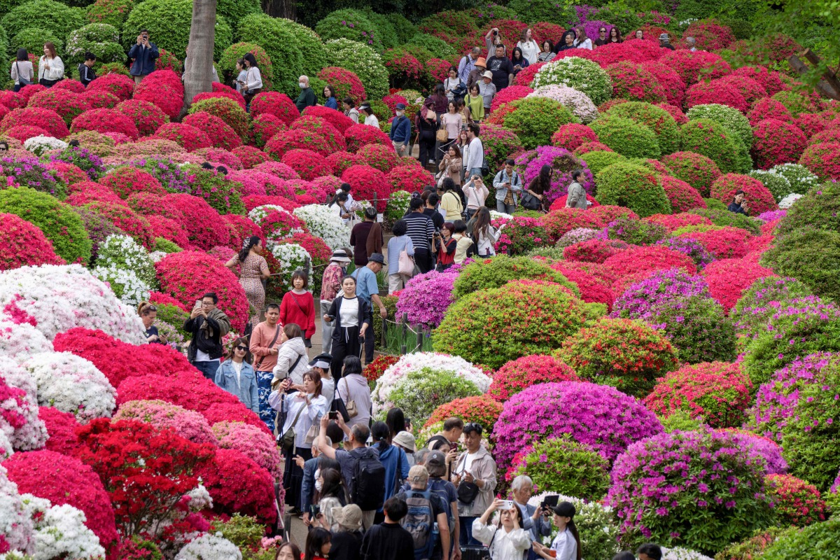 Visitors stroll through the grounds of Nezu Shrine during the annual Azalea Festival in Tokyo on April 14, 2026. (Photo by Kazuhiro NOGI / AFP)