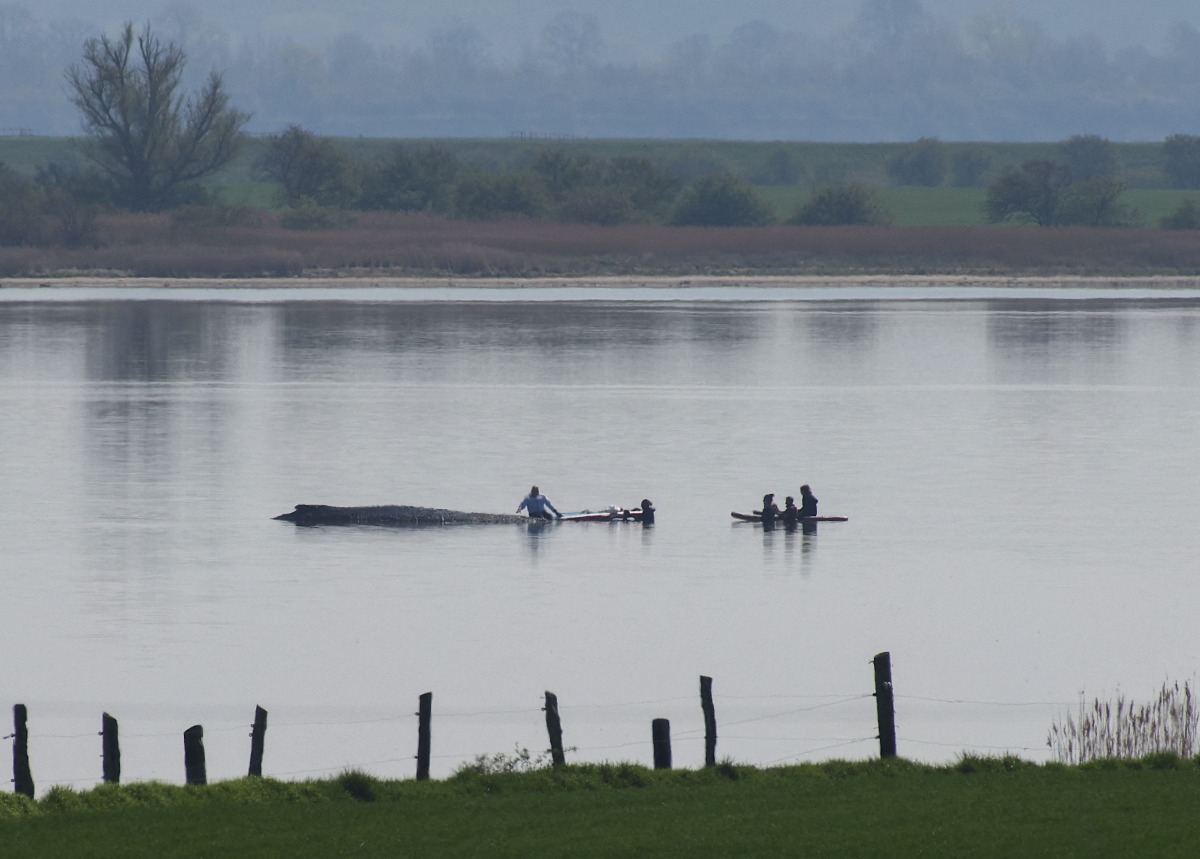 Rescuers try to help a stranded humpback whale off the Baltic Sea coast near the island of Poel, near Wismar, northern Germany, on April 16, 2026. Photo by Danny GOHLKE / AFP