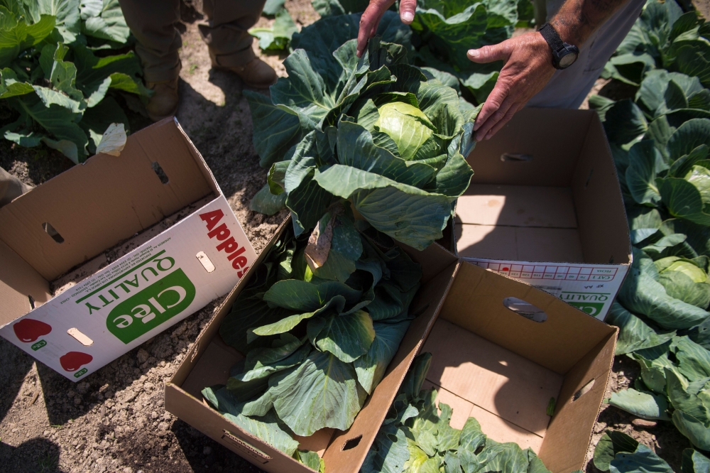 Whether green, red or purple, Napa, Savoy or bok choy, nutrition experts say you can’t really go wrong with any type of cabbage. (Jabin Botsford/The Washington Post)
 