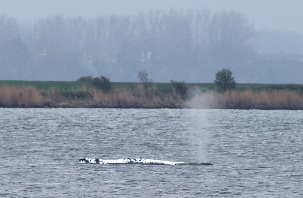 A stranded humpback whale, covered with white blankets to protect its skin, blows a fountain off the Baltic Sea coast at the island of Poel, near the small village of Weitendorf-Hof, northern Germany, on April 19, 2026. Photo by Danny GOHLKE / AFP
