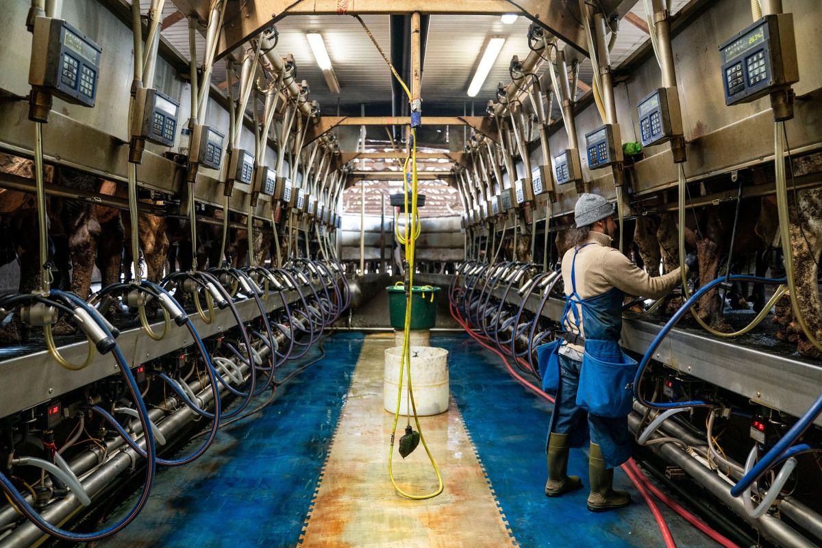 A worker prepares cows to be milked at a dairy farm in Mount Vernon, Washington. Photo credit: David Ryder/Bloomberg
