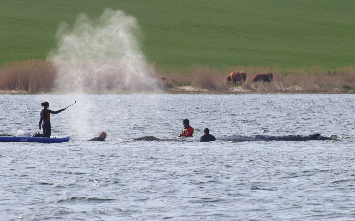 People stand close to a stranded humpback whale in the Wismarer Bucht bay of the Baltic Sea off the island of Poel, northern Germany, on April 27, 2026. Photo by Danny Gohlke / AFP