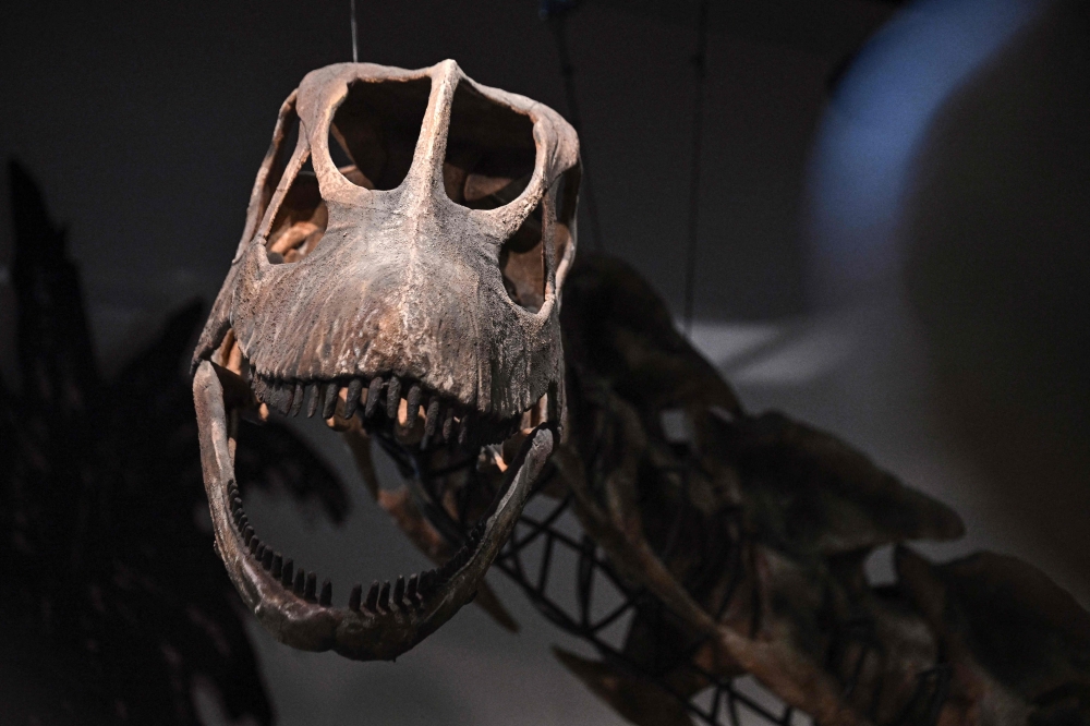 A model skeleton of Nagatitan chaiyaphumensis, Thailand's largest dinosaur, is pictured at the Thainosaur Museum in Bangkok on May 15, 2026. (Photo by Lillian Suwanrumpha / AFP)
 