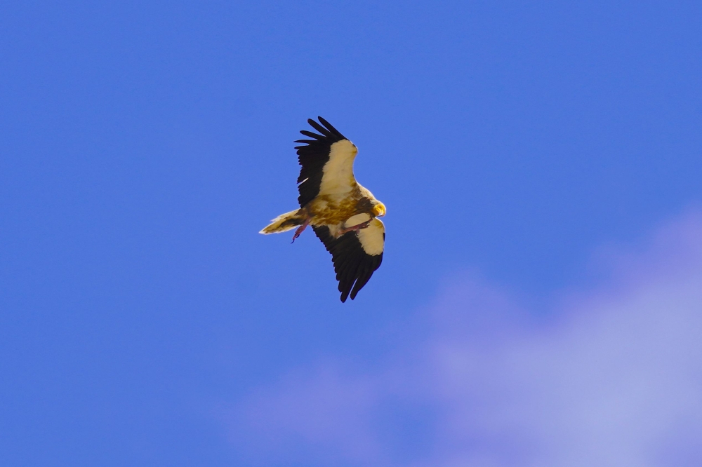 This file photo taken on September 12, 2024 shows an Egyptian vulture (Neophron percnopterus) flying over Gjirokaster, Albania. (Photo by Raimond Kola / AFP)
