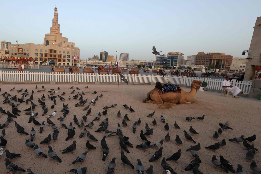 Pigeons stand in the manage allocated for camel rides as the guide waits for customers at Souq Waqif on the eve of the Muslim holiday of Eid al-Adha in Doha on May 26, 2026. Photo by Karim Jaafar / AFP