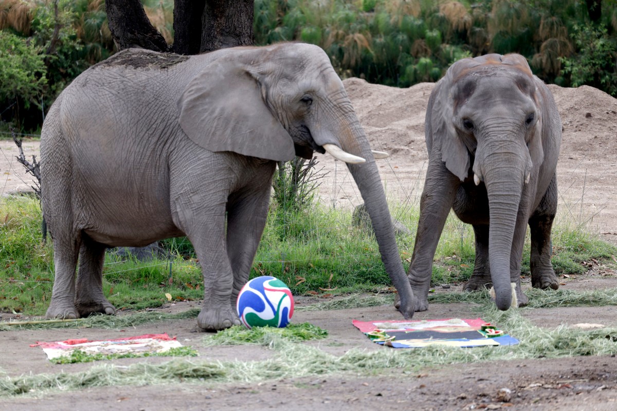 African elephants predicting the outcome of the Mexico vs. South Africa FIFA World Cup football match, with Mexico winning, at the Guadalajara Zoo in Guadalajara, Jalisco, Mexico, on June 5, 2026. (Photo by Ulises Ruiz / AFP)
