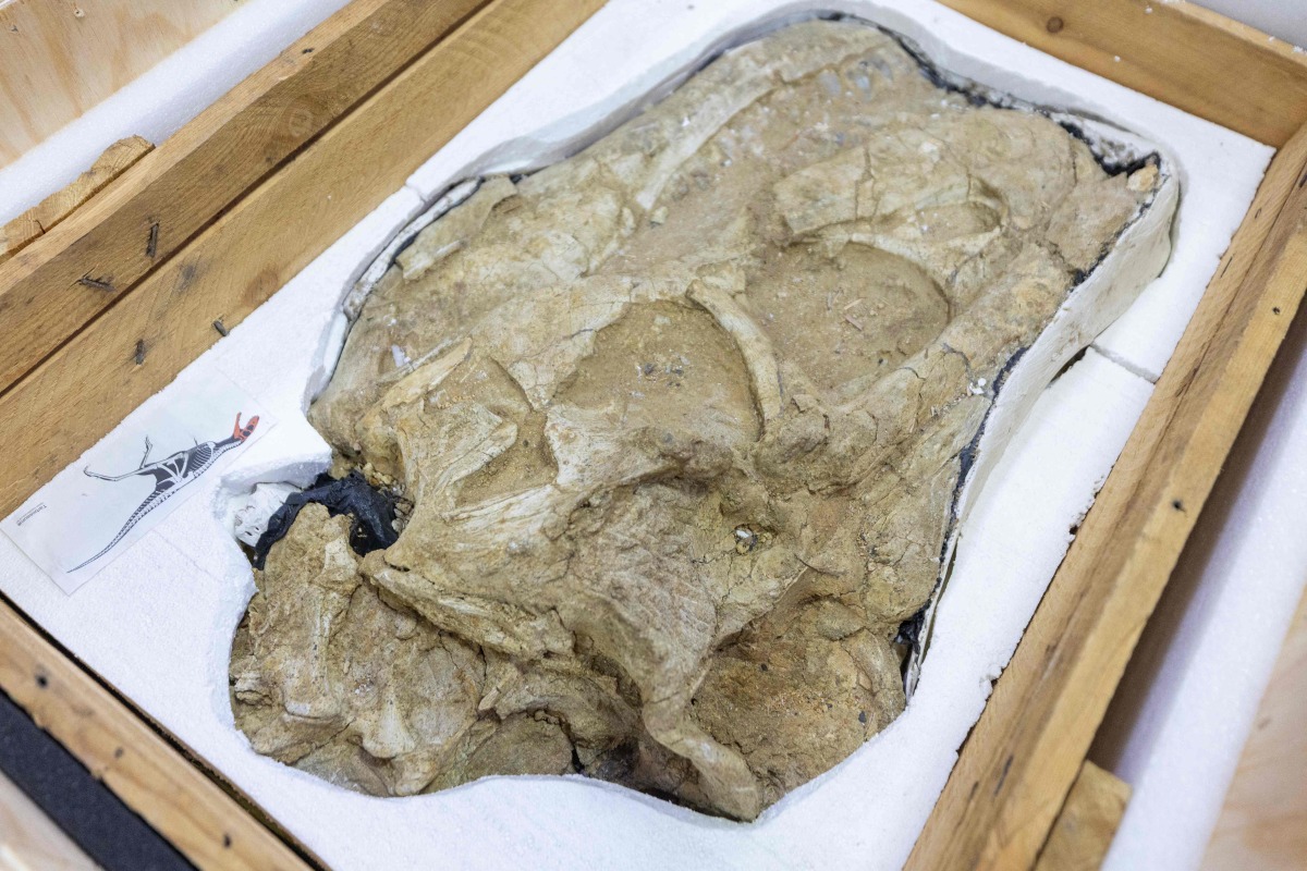 A Tarbosaurus dinosaur fossil is seen on display during a handover ceremony in Ulaanbaatar, the capital of Mongolia, on June 11, 2026. Photo by BYAMBASUREN BYAMBA-OCHIR / AFP