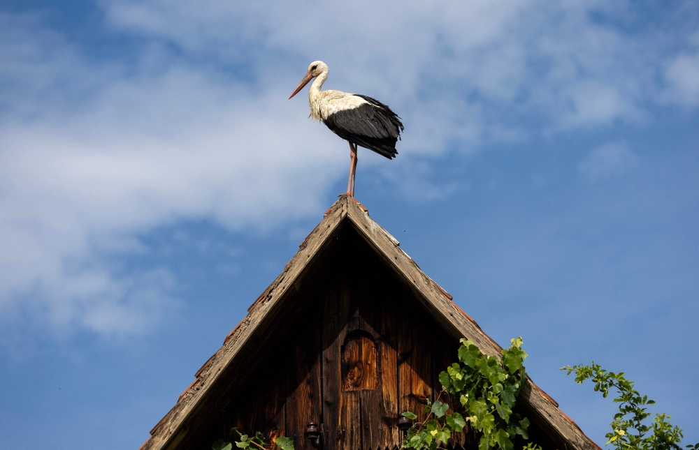 A stork stands on top of the roof of an old wooden house in Cigoc on June 11, 2026. (Photo by Marko Perkov / AFP)