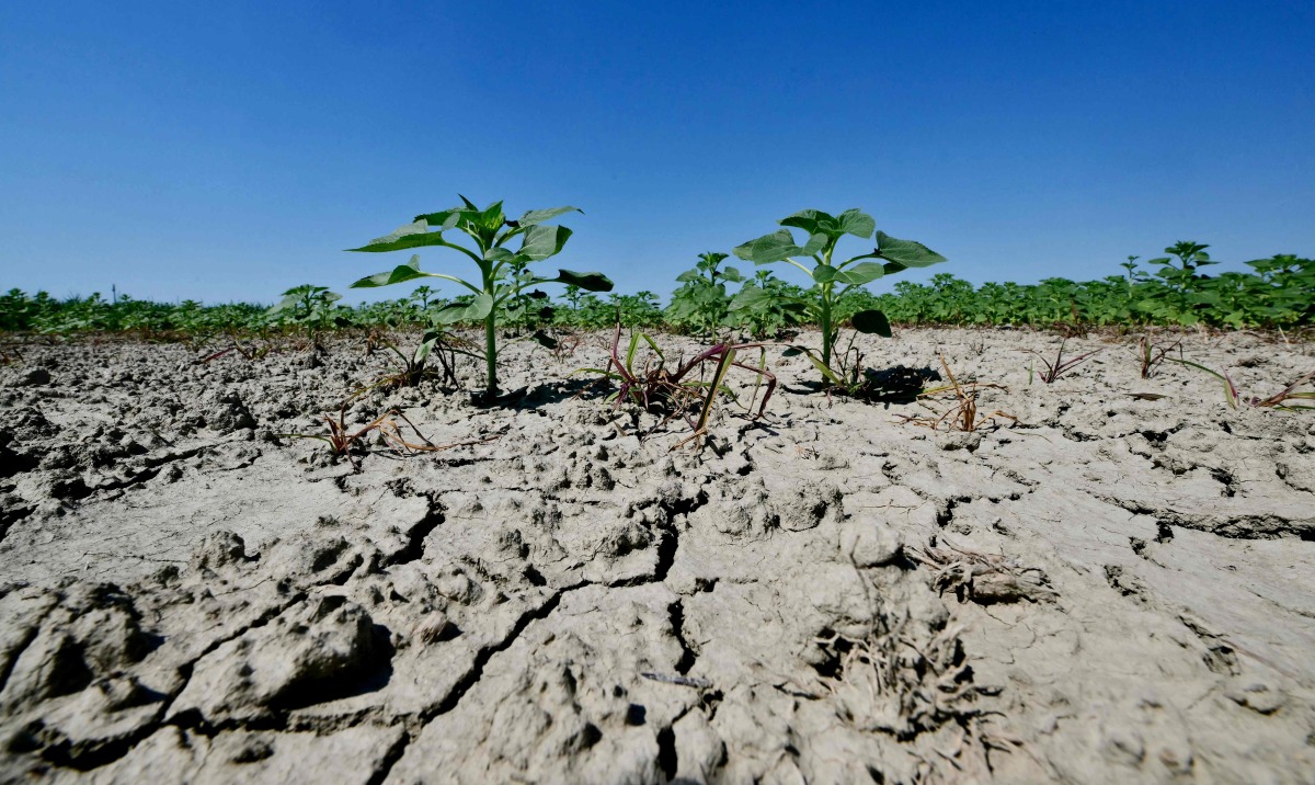(FILES) This picture shows dry soil in a sunflower field near the Po River Delta at Scardovari, Italy, northeast Italy, on June 26, 2026. (Photo by Stefano RELLANDINI / AFP)