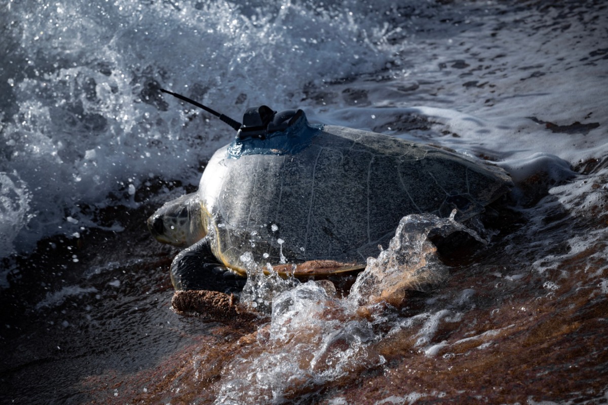 Sea turtles carrying GPS and sensors on their shells are collecting data that can make tropical cyclone forecasts more accurate. Photo by Rob Harcourt / UNSW