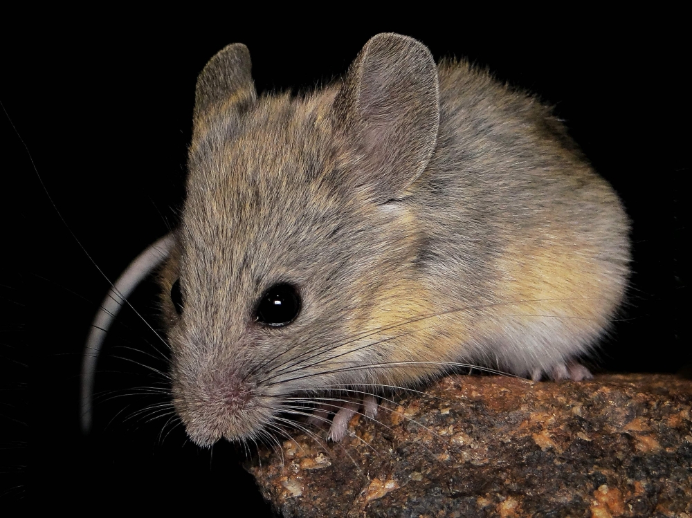 This undated handout photo obtained on July 9, 2026, from Marcial Quiroga-Carmona shows an Andean leaf-eared mouse. (Photo by Handout / Marcial Quiroga-Carmona / AFP)