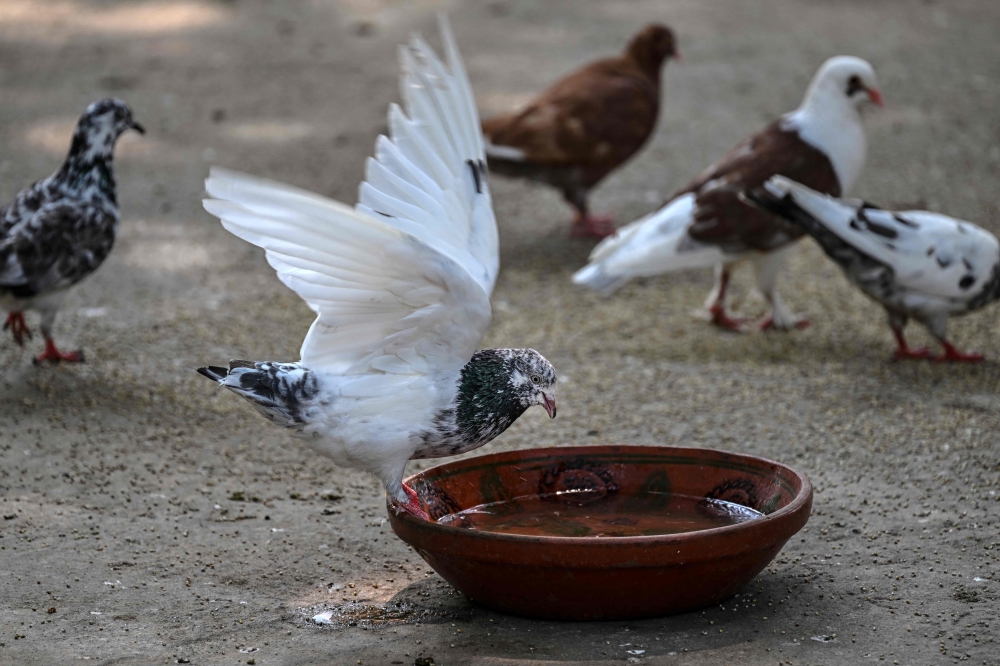 This photograph taken on July 10, 2026 shows a pigeon drinking from a bowl of water in Islamabad. (Photo by Farooq Naeem / AFP)