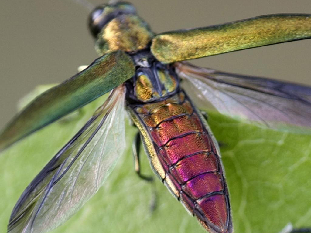 Agrilus planipennis (ash beetle)in the territory of the Slovak Republic. PICS:ÚKSÚP