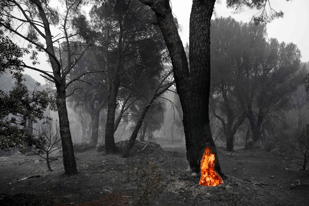 A large pine tree with its hollowed trunk still burning from the inside, is seen in a scorched forest following a wildfire near La Adrada, 95 kilometres west of Madrid, on July 27, 2026. (Photo by Miguel RIOPA / AFP)